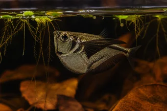 Carnegiella marthae Black wings-wings fish