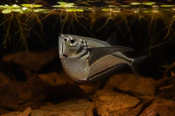 Carnegiella myersi Transparent