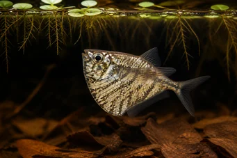 Carnegiella strigata strigata Marbled