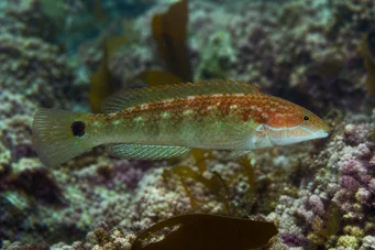 Centrolabus melops Common Crenilabre