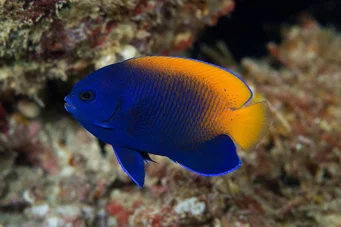 Centropyge acanthops African Angel of Africa