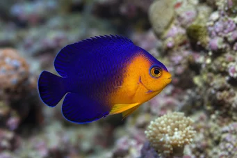 Centropyge argi Dwarf angel