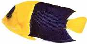 Centropyge bicolor Two -tone
