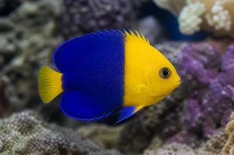 Centropyge bicolor Two -tone