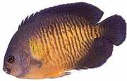 Centropyge bispinosus Dark Angel Fish
