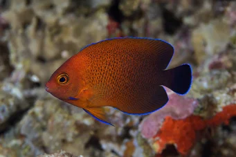 Centropyge ferrugatus Rust Dwarf Angel