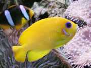 Centropyge flavissimus Yellow