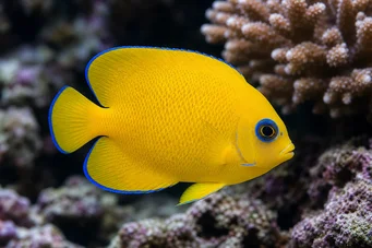 Centropyge flavissimus Yellow