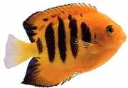 Centropyge loriculus Flamboyant