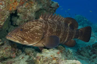 Cephalopholis boenak (Boenak grouper (brown merou))