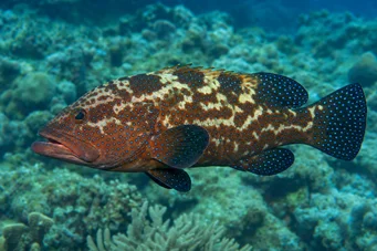 Cephalopholis urodelus