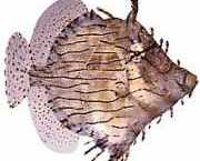 Chaetoderma penicilligera Ornate-bound