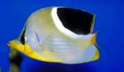 Chaetodon ephippium Black spot papillon fish