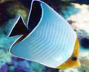 Chaetodon larvatus Masked papillon fish