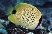 Chaetodon miliaris Lemon shortbread