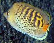 Chaetodon punctatofasciatus Chaetodon punctatoFasciatus