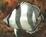 Chaetodon striatus Zebra or crossed