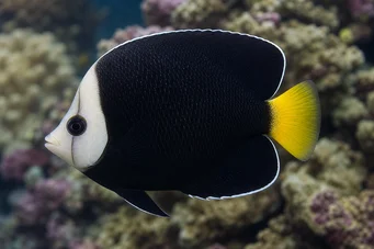 Chaetodontoplus melanosoma Brown Angel