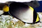 Chaetodontoplus mesoleucus Vermiculated fish