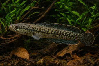 Channa asiatica