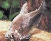 Charax tectifer Charax battleship