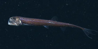 Chauliodus sloani (Naval viper)