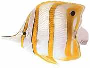 Chelmon rostratus Chelmon with poor beak