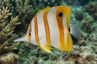 Chelmon rostratus