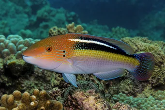 Choerodon sp Loop