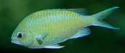 Chromis caerulea Green chromis