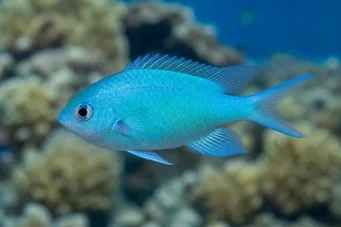 Chromis caerulea Green chromis