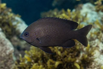Chromis chromis Castagnole
