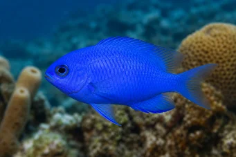 Chromis cyanea Blue young lady