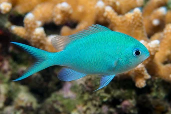 Chromis viridis Green Castagnole