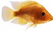 Cichlasoma citrinellum Red Devil