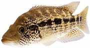 Cichlasoma dovii Cichlasoma dovii
