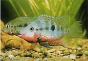 Cichlasoma meeki Throat