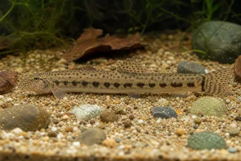 Cobitis taenia