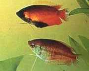 Colisa chuna Chuna packages