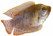 Colisa lalia Dwarf gourami