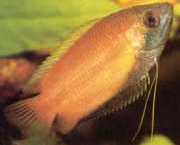 Colisa sota Honey gourami