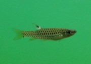 Copella nattereri COPELLA NATTERERI