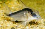 Corydoras arcuatus Arched corydoras