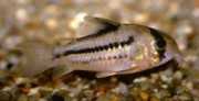 Corydoras axelrodi Corydoras d'Axelrod