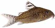 Corydoras elegans Armed corydoras