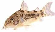 Corydoras paleatus Peppery