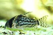 Corydoras schwartzi Corydoras with five bands