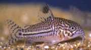 Corydoras trilineatus Three -band corydoras