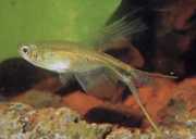 Corynopoma riisei Corynopoma dwarf, sword tetra