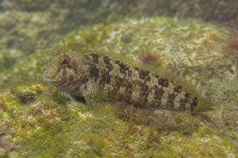 Coryphoblennius galerita